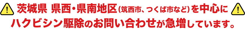 茨城県 県西・県南地区（筑西市、つくば市など）を中心にハクビシン駆除のお問い合わせが急増しています。